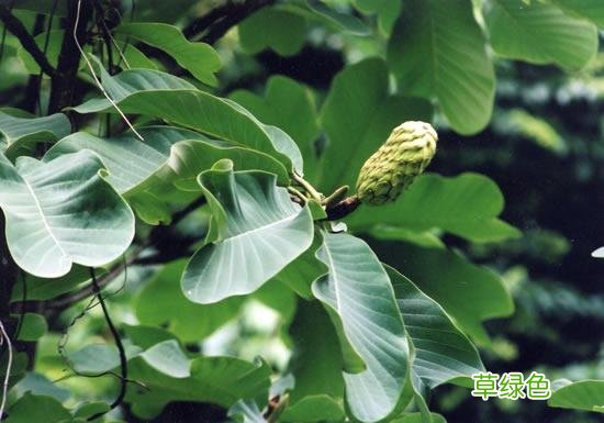 茶多酚厚朴的作用与功效 厚朴的作用与功效