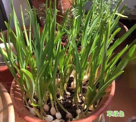 防止大蒜发芽的小妙招 大蒜发芽能吃吗