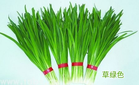 韭菜的功效、作用及禁忌