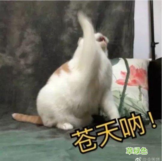 大B神脱口秀：英雄联盟里如何跟UZI打SOLO？这办法能稳赢！ 卢什么轩好听