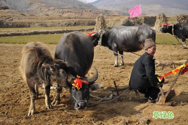 明年是牛年,农村俗语“牛马年好种田,就怕鸡猴那两年”,为啥? 今年什么马年