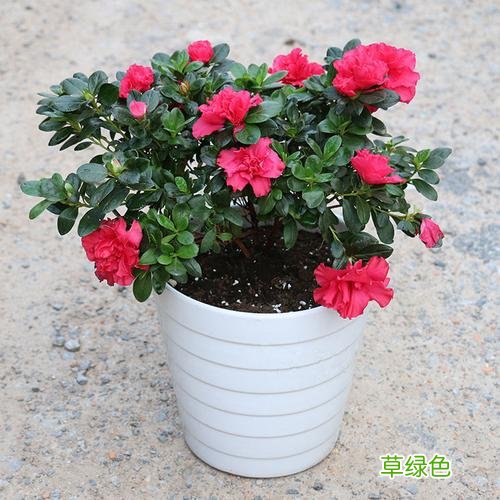 杜鹃花是否有毒性 杜鹃花是否有毒