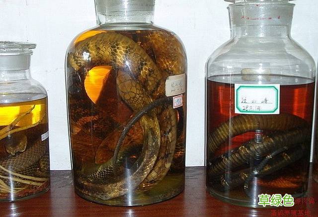 高血压能吃性药吗 高血压能喝药酒吗