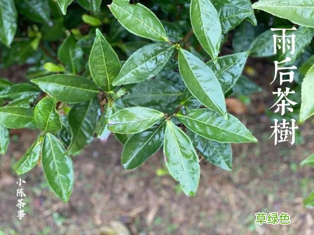 倒春寒年份的白茶，究竟有哪里好，喝过的人都忘不了？ 名字李熏