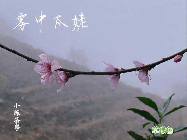 倒春寒年份的白茶，究竟有哪里好，喝过的人都忘不了？ 名字李熏