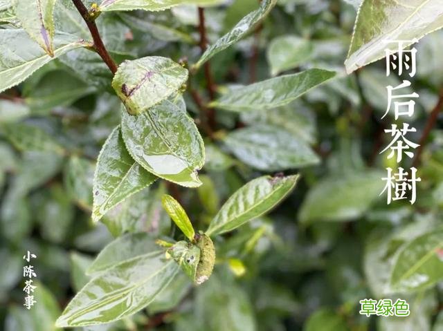 倒春寒年份的白茶，究竟有哪里好，喝过的人都忘不了？ 名字李熏