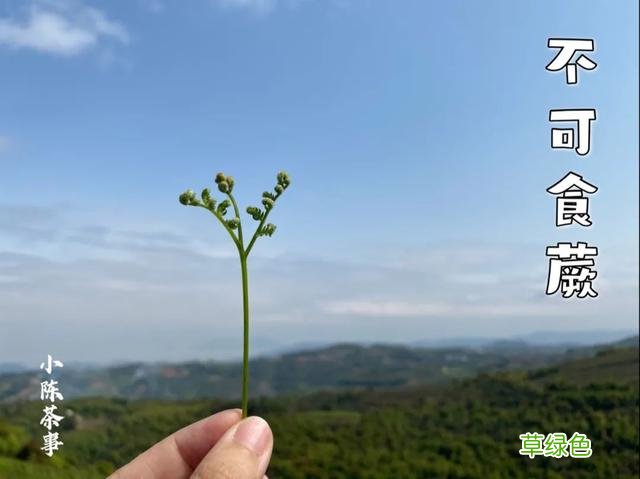 倒春寒年份的白茶，究竟有哪里好，喝过的人都忘不了？ 名字李熏