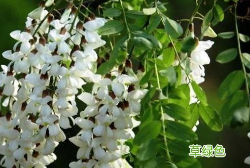 槐花的功效与作用 槐花的功效与作用