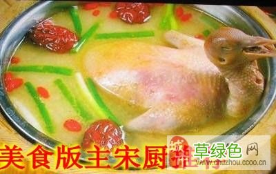鸽子营养价值和功效与作用 鸽子营养价值
