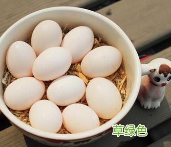鸽子蛋的营养成分有哪些 鸽子蛋的营养成分
