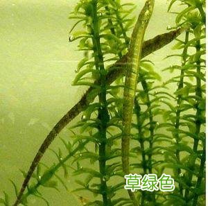 海龙的功效与作用价格 海龙的功效与作用