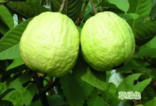 白心芭乐的功效与作用 芭乐的功效与作用