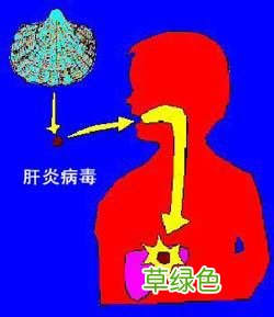 肝炎病毒如何杀灭 肝炎病毒的种类