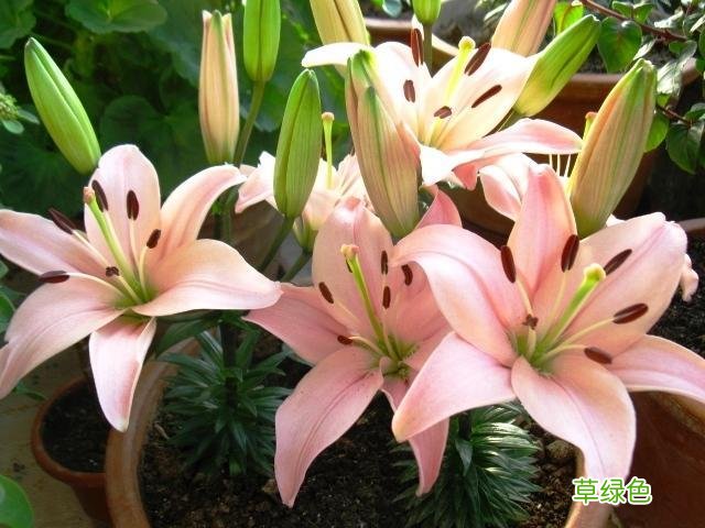 百合药用功效 百合花的功效