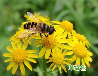花粉过敏怎么治疗 花粉过敏症状