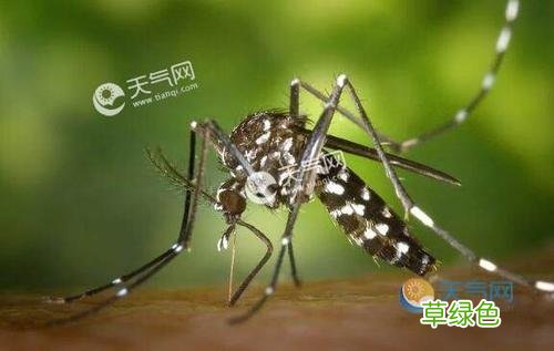 登革热症状图片 红点 登革热症状图片