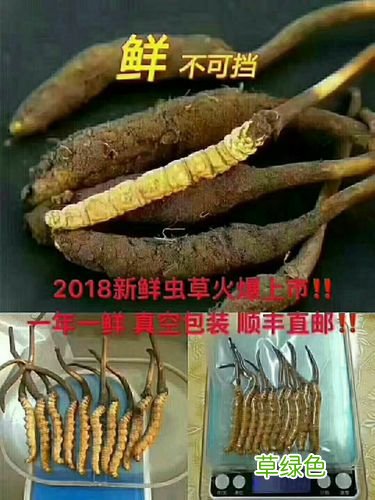 央视冬虫夏草广告视频 央视报道冬虫夏草