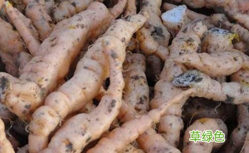 地黄的功效与作用及副作用 地黄的功效与作用