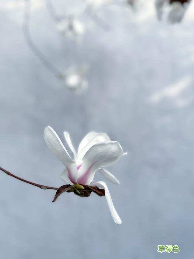 故宫花信｜玉兰：不随红紫逞鲜秾，偏留一种庄严相 均属什么字