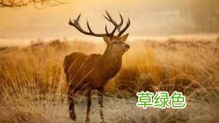廿四节气 - 夏至 夏至是什么日