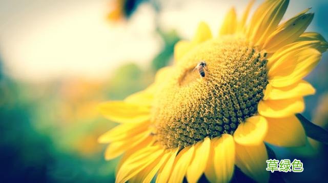 廿四节气 - 夏至 夏至是什么日