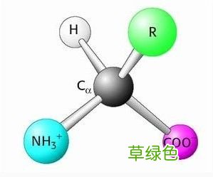 什么食物含氨基酸高 氨基酸多少种