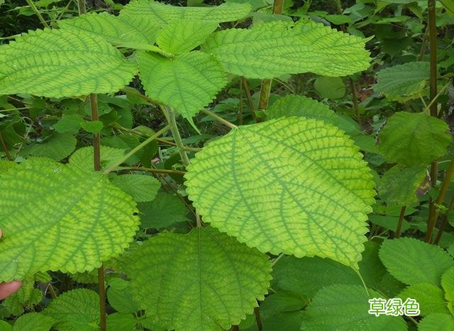 距今6000年前后，丝绸诞生于浙江省宁波市，商品名为“华夏” 堇五行属什么