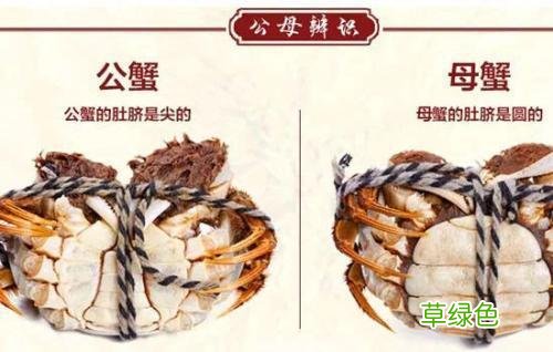 公蟹母蟹的区别图片 公蟹母蟹的区别