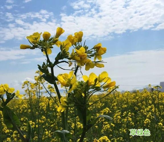 哪里看油菜花最好 哪里看油菜花
