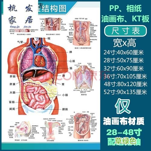 狗狗的内脏器官分布图 内脏器官分布图
