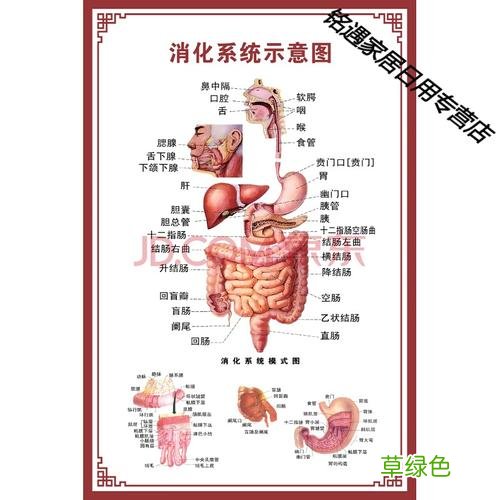 人体器官结构图片 肾分布图 人体器官结构图片
