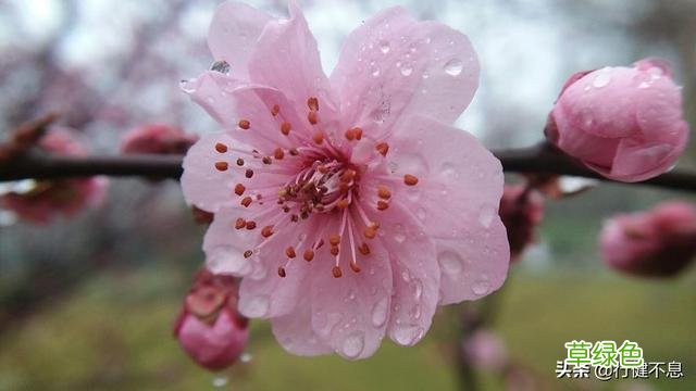 沾衣欲湿杏花雨：十二首著名的春雨诗词，展示大诗人的雨中情 姓雨的名字