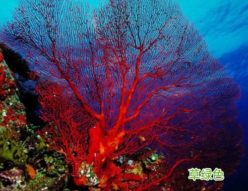 如何才能挑选好珊瑚，最重要的要看以下三方面