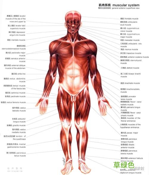 人体内脏结构图 人体内部结构图