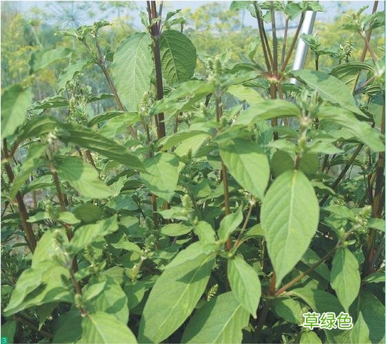 牛膝的功效与作用及禁忌 牛膝的功效与作用