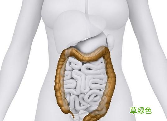 人体最大的器官是什么为什么 人体最大的器官