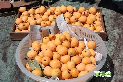 枇杷膏的功效与作用 枇杷的功效与作用