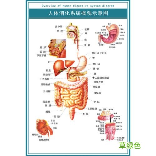 人体器官分布图肝脏 人体器官分布图