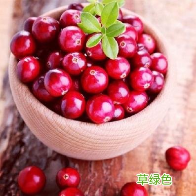 蔓越莓功效和作用蔓越莓长什么样 蔓越莓功效和作用