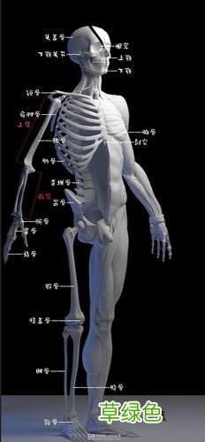 人体骨骼结构图超清 人体骨骼结构图