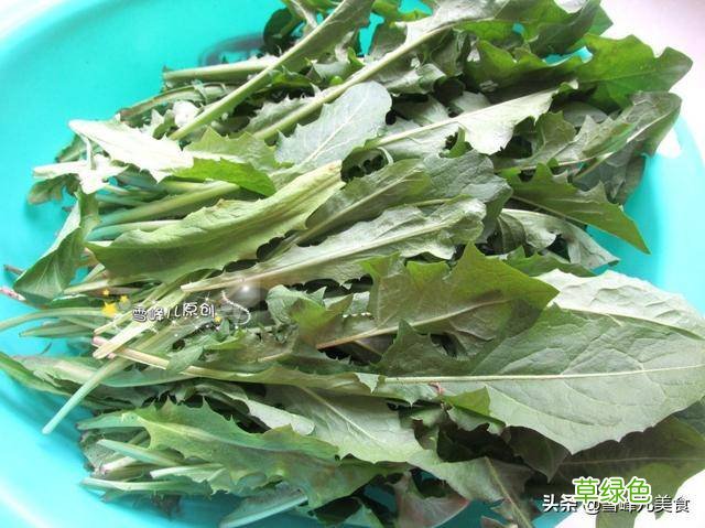 蒲公英怎么吃效果最好 蒲公英怎么吃
