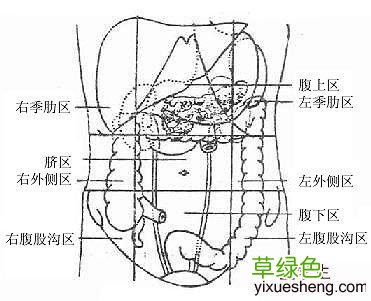 人体腹部解剖图的解剖面 人体腹部解剖图