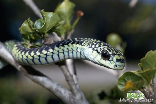 十二生肖密码之属蛇生日密码 命带吊客怎么办
