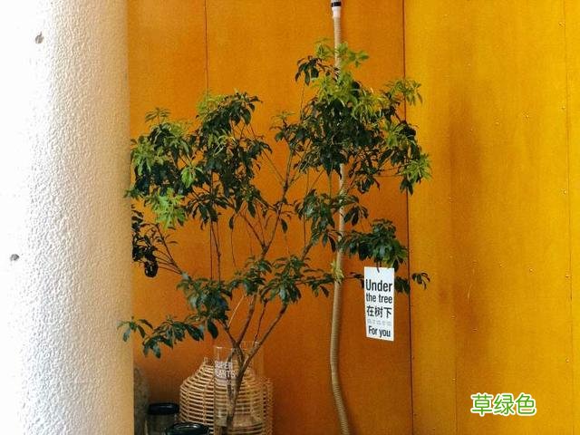 不仅名字特别，还有专属名片！延平路这家咖啡店老嗲额 咖啡店名字