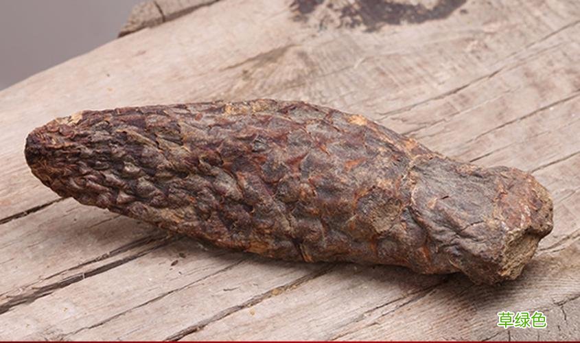 阿拉善的苁蓉多少钱一斤 阿拉善肉苁蓉