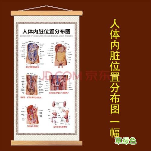 五脏六腑位置图 人体五脏六腑图