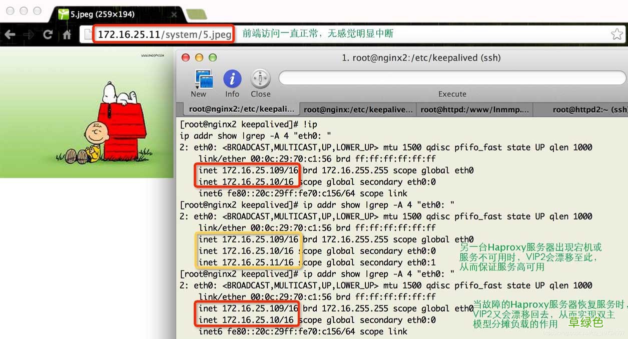 Keepalived+Haproxy+Nginx Nginx实现高可用集群构建