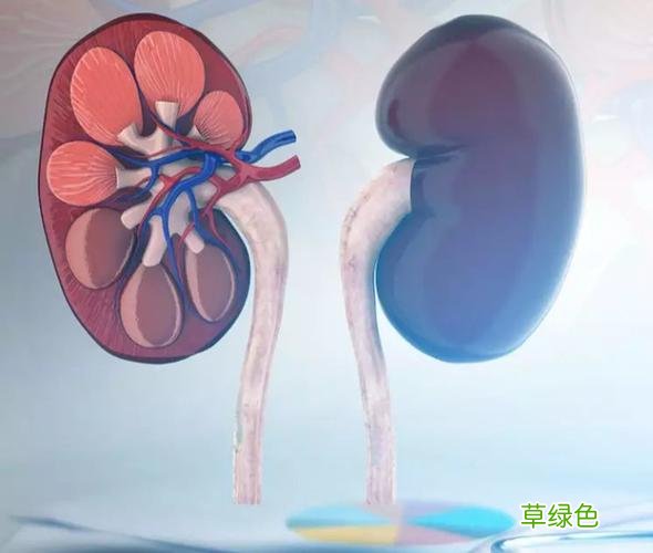 肾不好是怎么回事 肾功能不好的原因