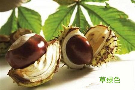 板栗的作用和功效 板栗的药用价值