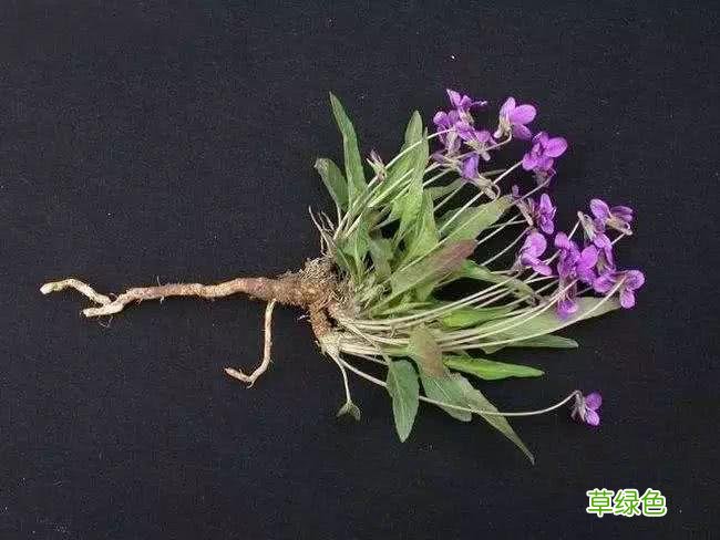 除湿清热解毒的中成药有哪些 清热解毒的中草药